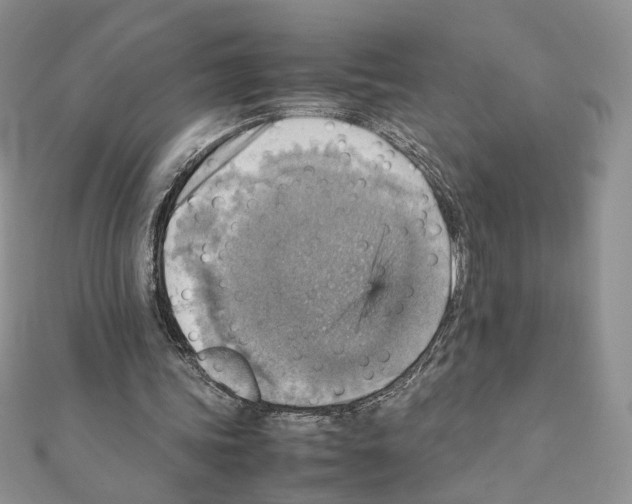 X0000111350339200908211239