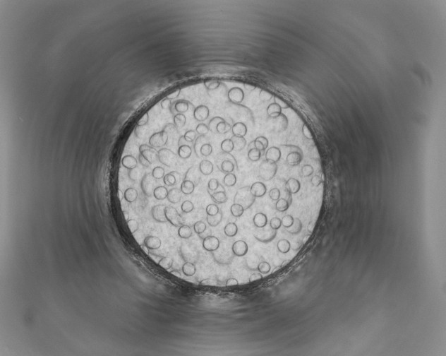 X0000111350346200908211239