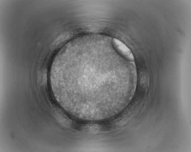 X0000111350685200908211235