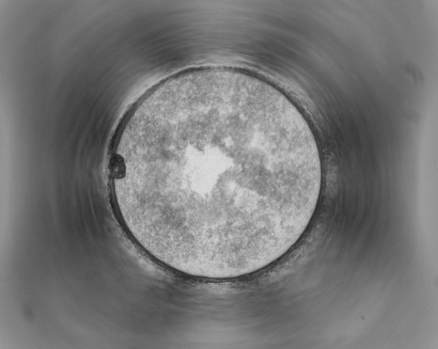X0000111350990200908211230