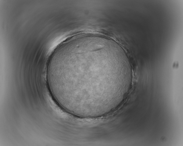 X0000111360005200907241233