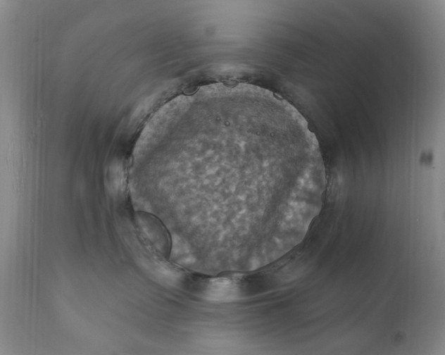 X0000111360335200907241228