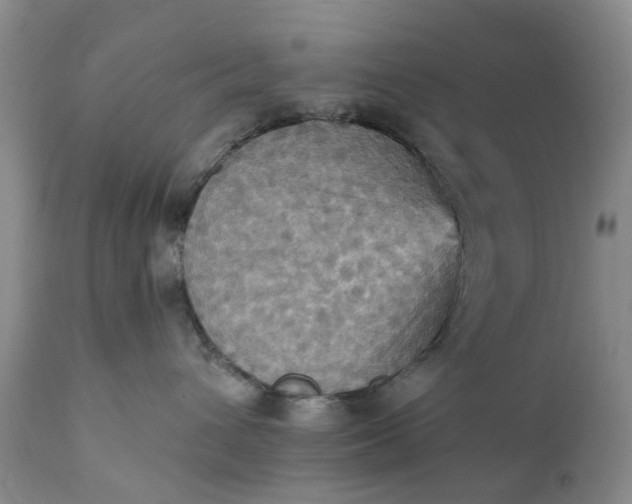 X0000111360432200907241226