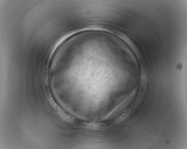 X0000111361004200907241217