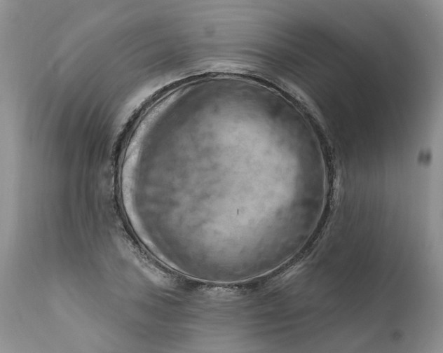 X0000111361027200907241217