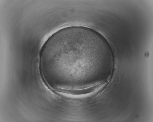 X0000111361508200907241210