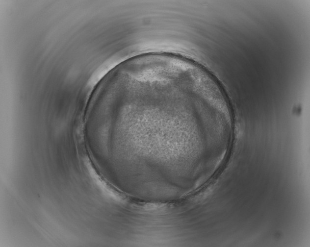 X0000111361521200907241210