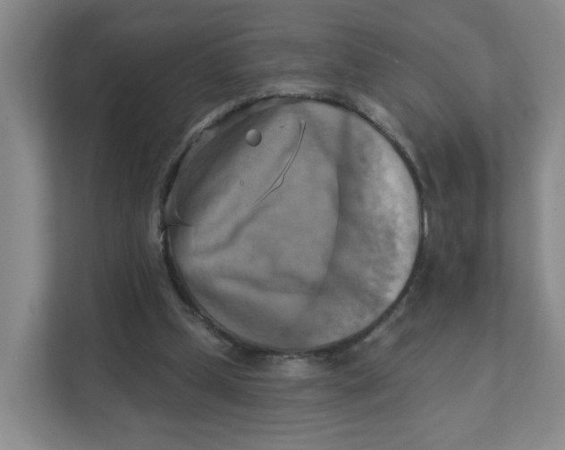 X0000111360249200907311018