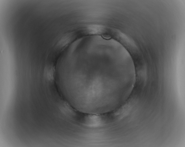 X0000111360325200907311018