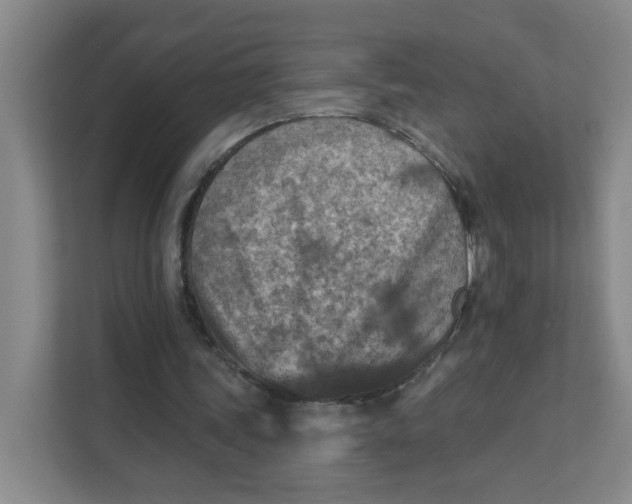 X0000111360339200907311017