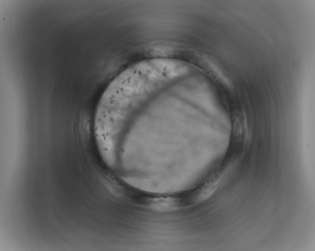 X0000111360363200907311017