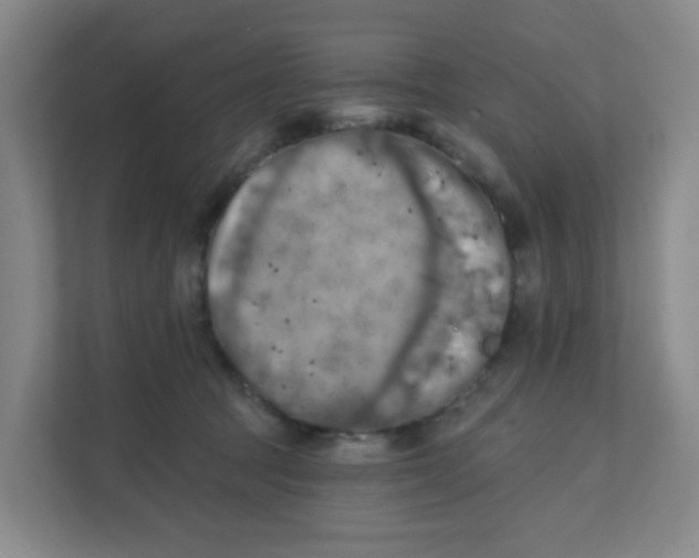 X0000111360369200907311017