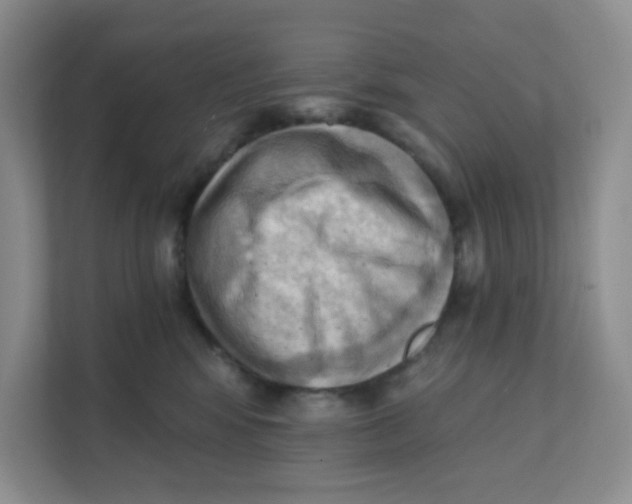 X0000111360424200907311016