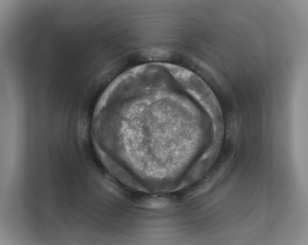 X0000111360604200907311014