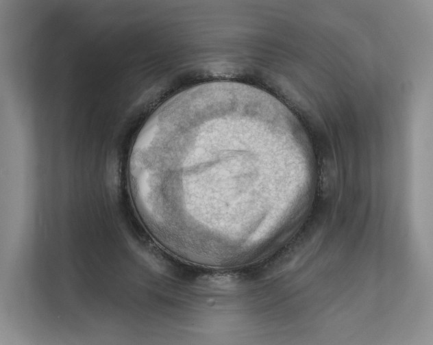 X0000111360639200907311013