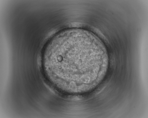 X0000111360683200907311013