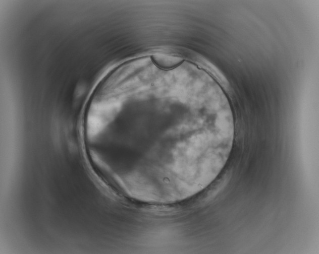 X0000111360907200907311010