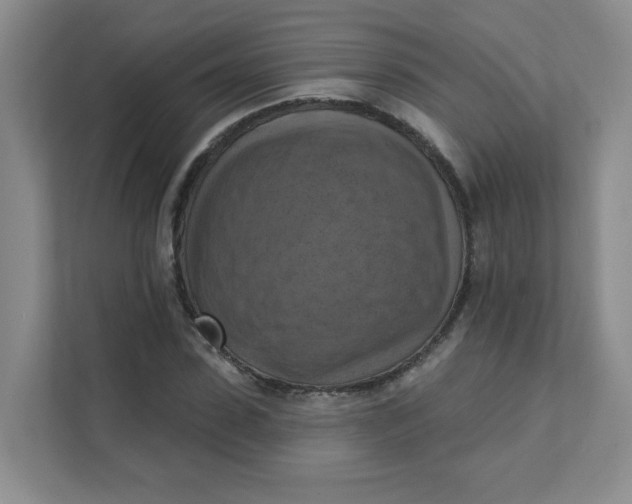 X0000111360923200907311010