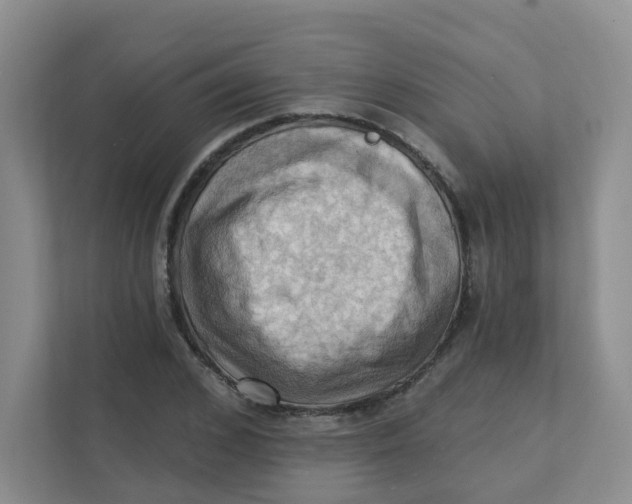 X0000111360976200907311009