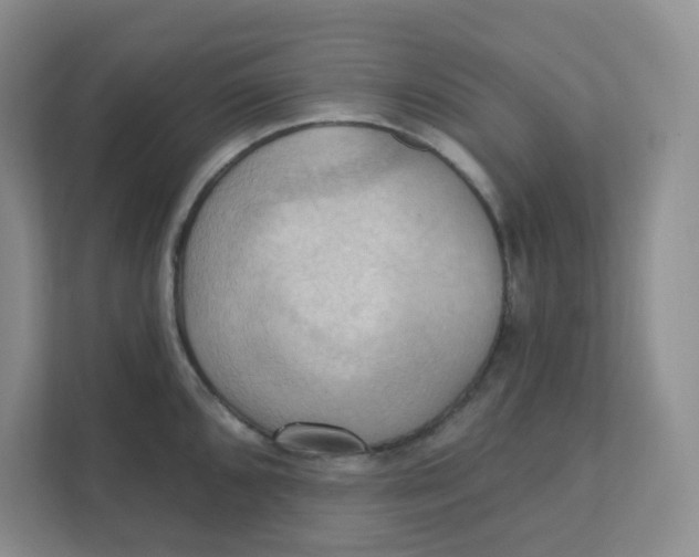 X0000111361096200907311008