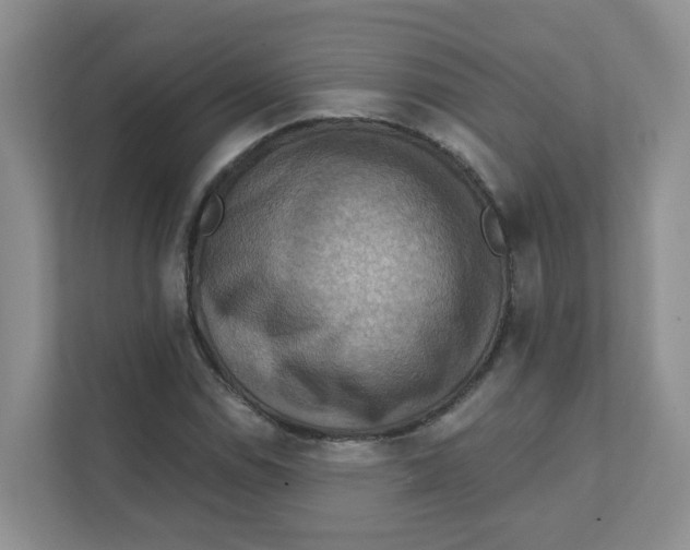 X0000111361114200907311007