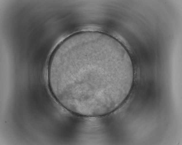 X0000111361130200907311007