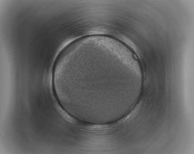 X0000111361179200907311006