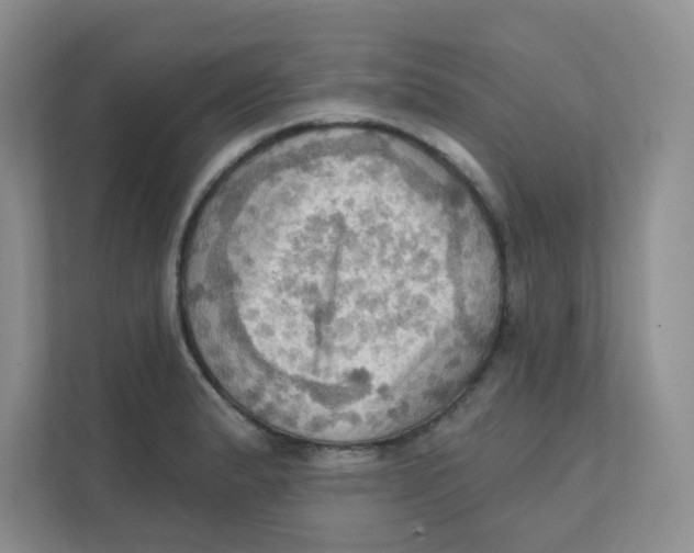X0000111361183200907311006