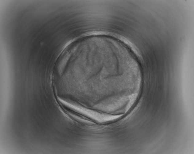 X0000111361185200907311006