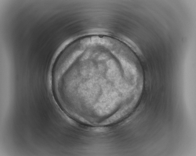 X0000111361188200907311006