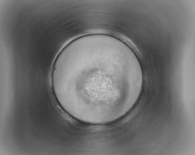 X0000111361236200907311006