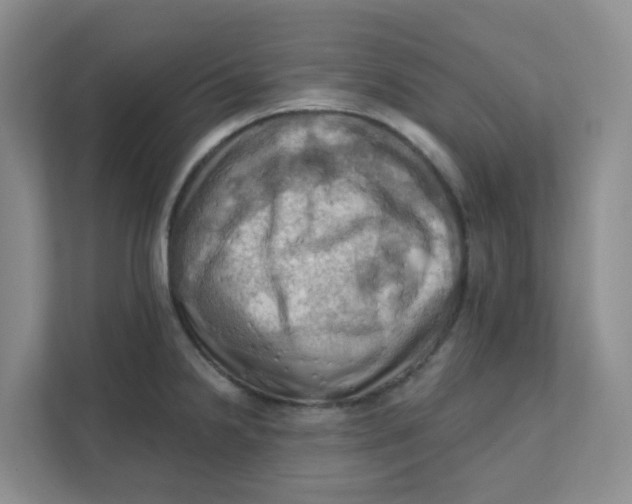 X0000111361238200907311006
