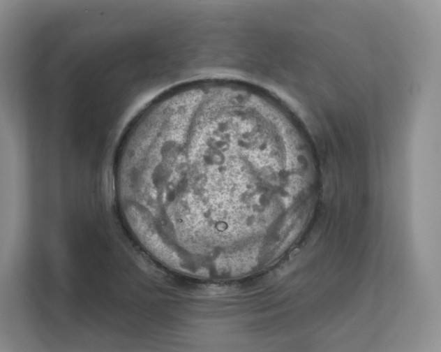 X0000111361271200907311005