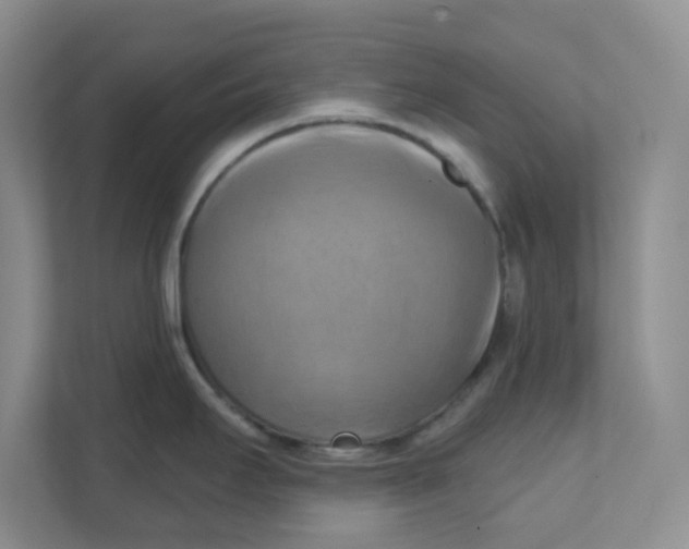 X0000111361295200907311005