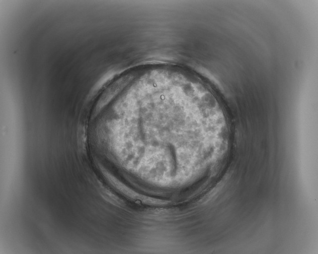 X0000111361355200907311004