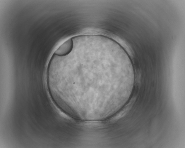 X0000111361486200907311002