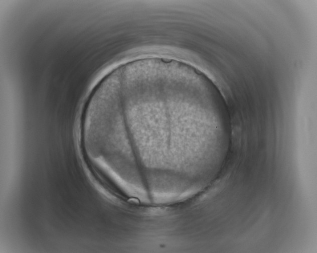 X0000111361523200907311002