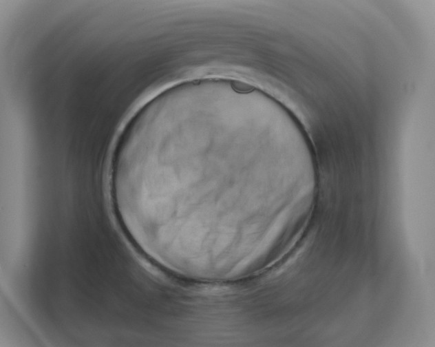 X0000111361525200907311002