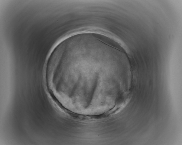 X0000111361530200907311002
