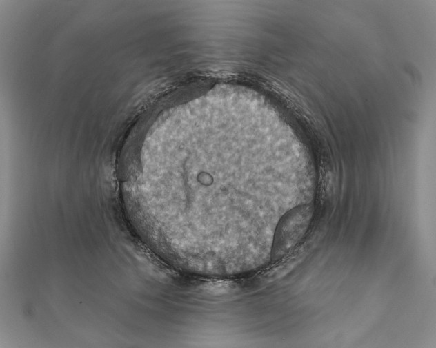 X0000111360609200908071154