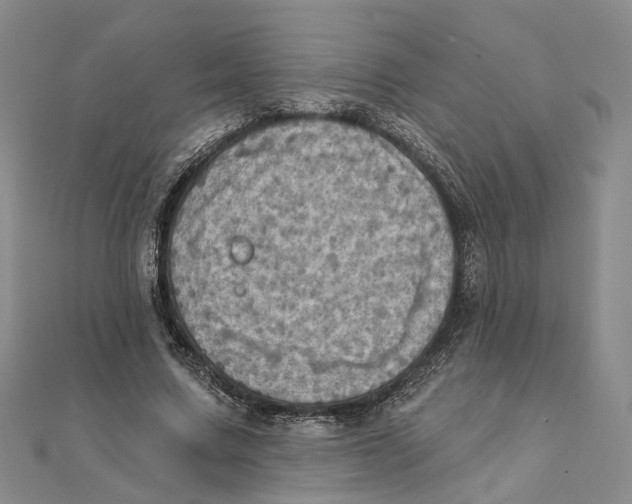 X0000111360683200908071154