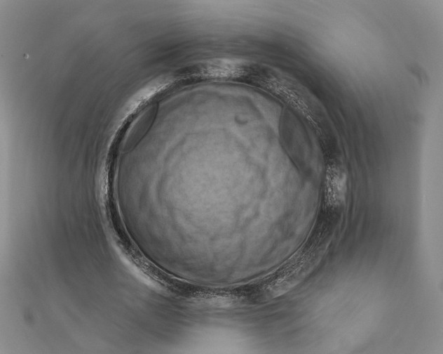 X0000111360726200908071152