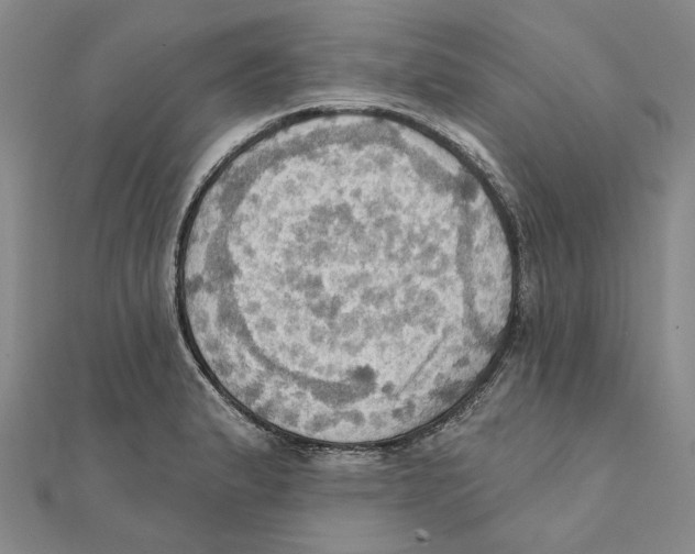 X0000111361183200908071147