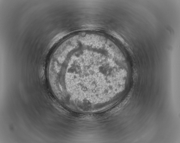 X0000111361259200908071146