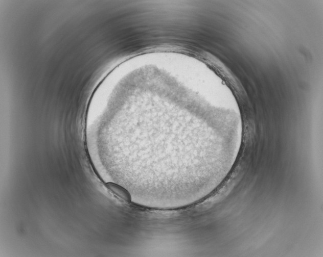 X0000111360860200908211255