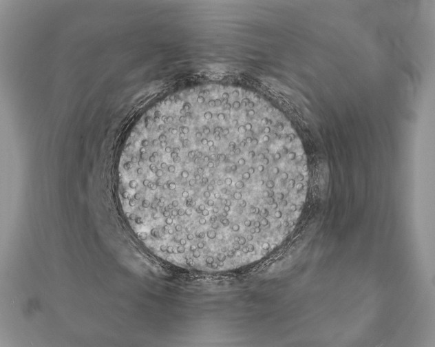 X0000111361105200908211250