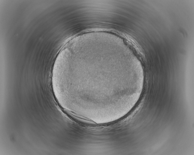 X0000111361185200908211250