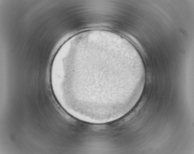 X0000111361196200908211249