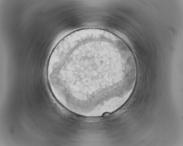 X0000111361440200908211246