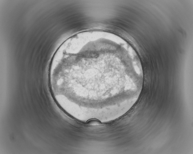 X0000111361483200908211245